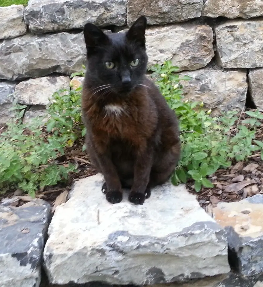 Condolence image of An Marple ❤️