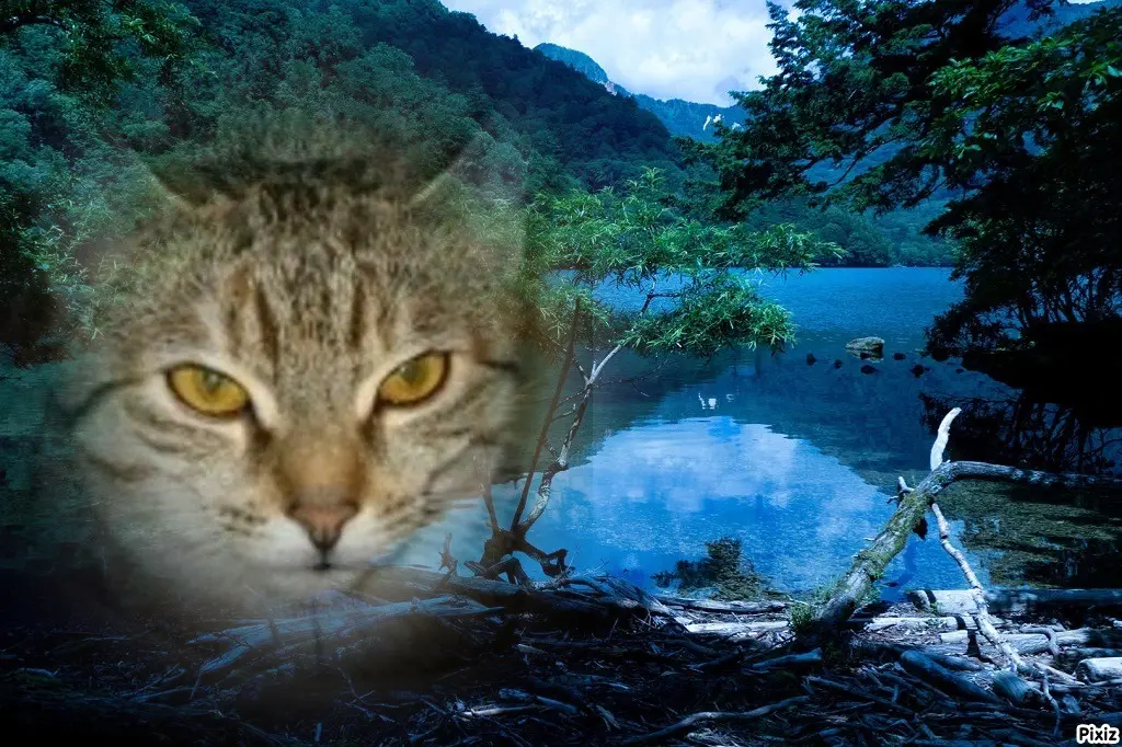 Condolence image of Tanja mit Timmy im Herzen 