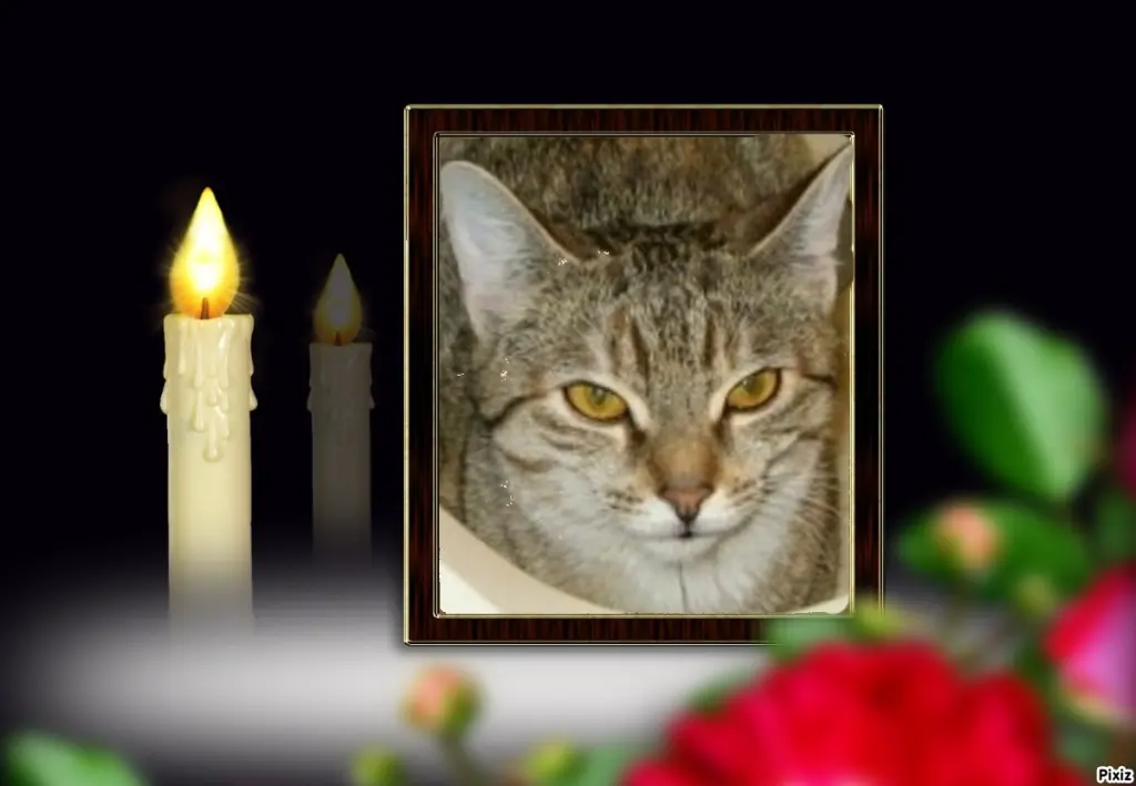 Condolence image of Tanja mit Timmy im Herzen