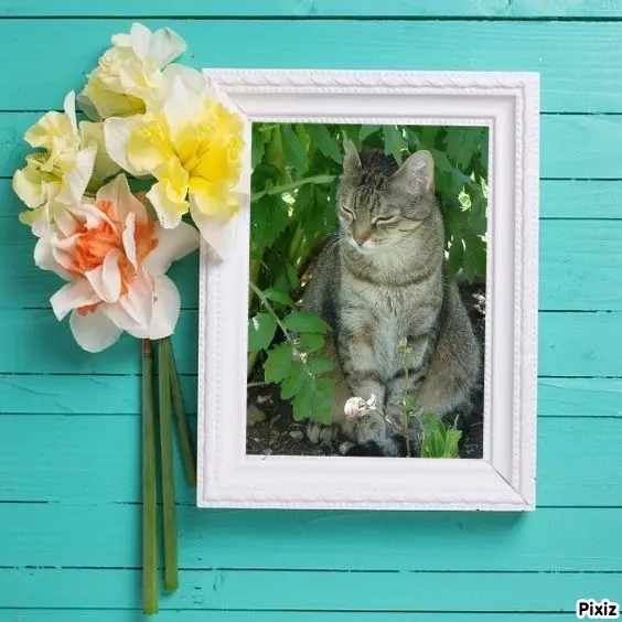 Condolence image of Sternchenpost ⭐