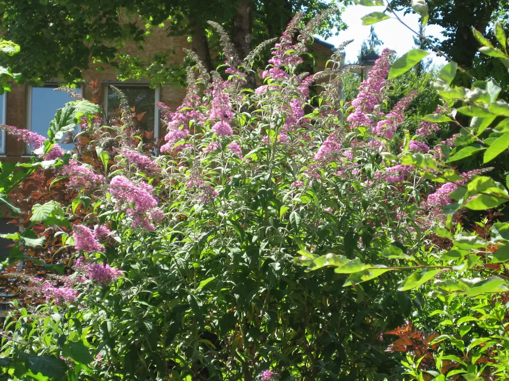 Condolence image of an mein geliebtes Mädchen