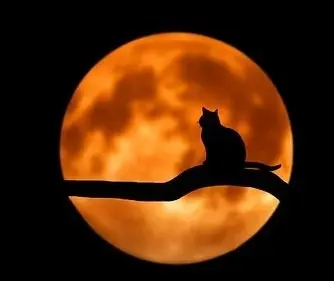 Condolence image of für mein Mädchen