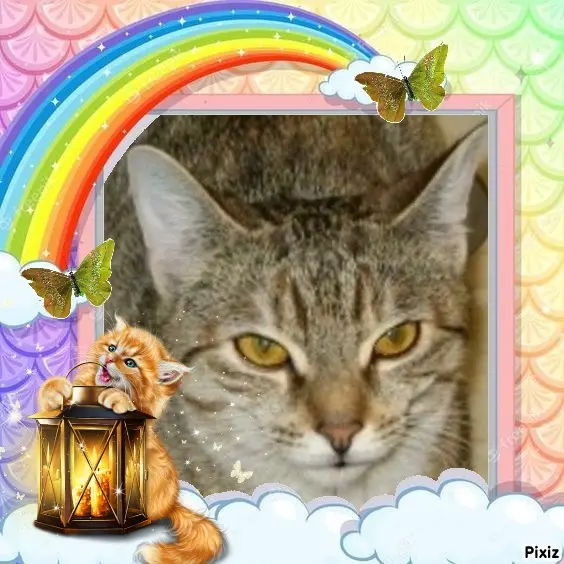 Condolence image of Tanja mit Timmy im Herzen