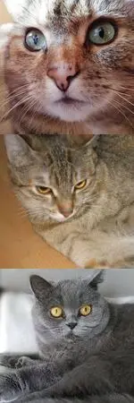 Condolence image of Marple