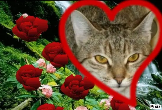 Condolence image of Tanja mit Timmy im Herzen 