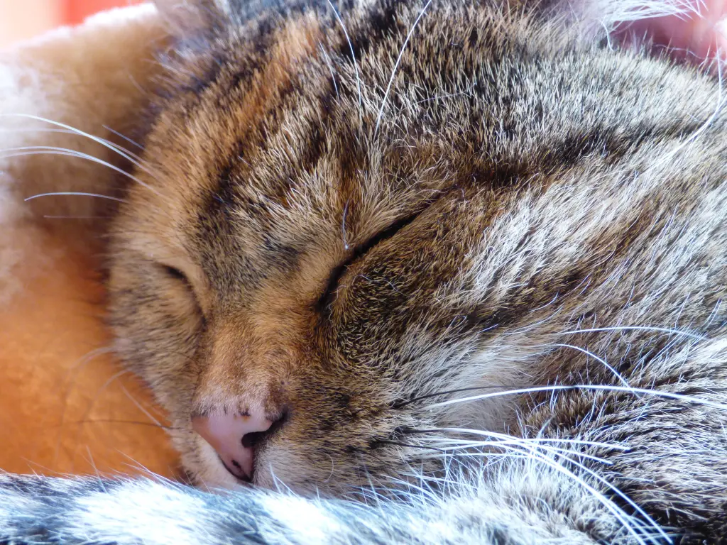 Condolence image of Daniela mit Pauline im ♥️ für Marple, Christie und Elisabeth