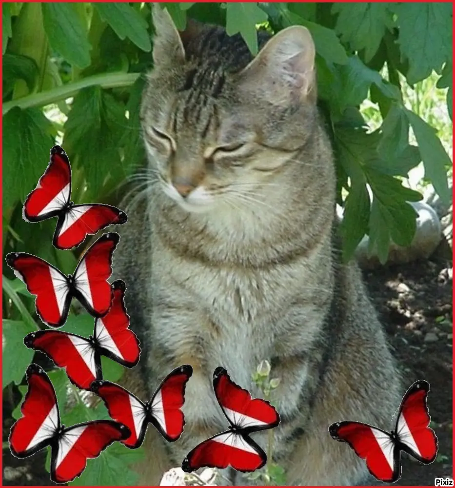 Condolence image of Patricia mit Bunny ❤