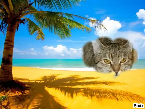 Condolence image of Tanja mit Timmy im Herzen 