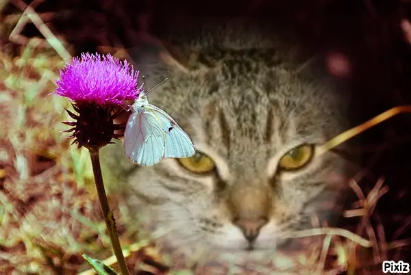 Condolence image of Tanja mit Timmy im Herzen 