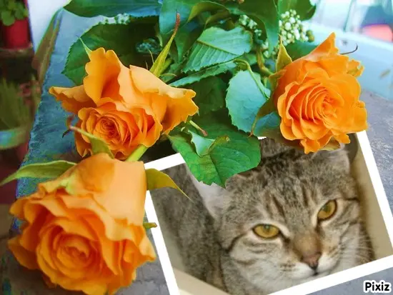 Condolence image of Tanja mit Timmy im Herzen 