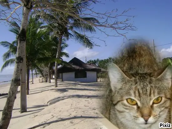 Condolence image of Tanja mit Timmy im Herzen 