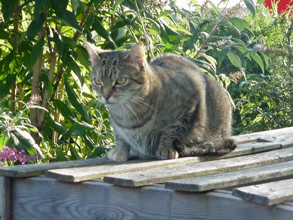 Condolence image of an mein Mädchen