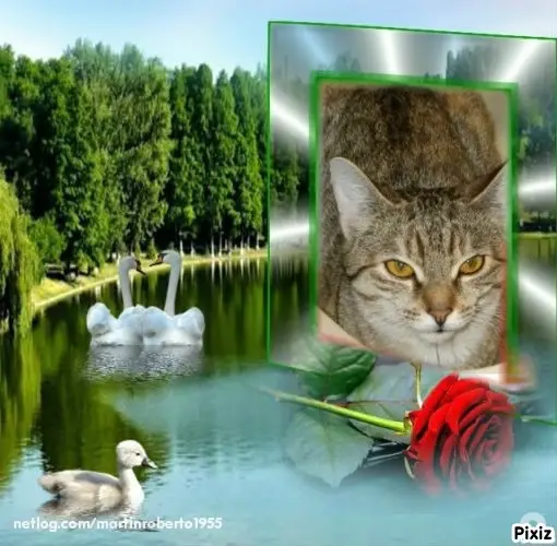 Condolence image of Tanja mit Timmy im Herzen