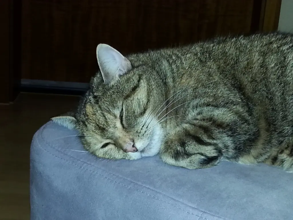 Condolence image of Daniela für Marple Sternchen ♥️