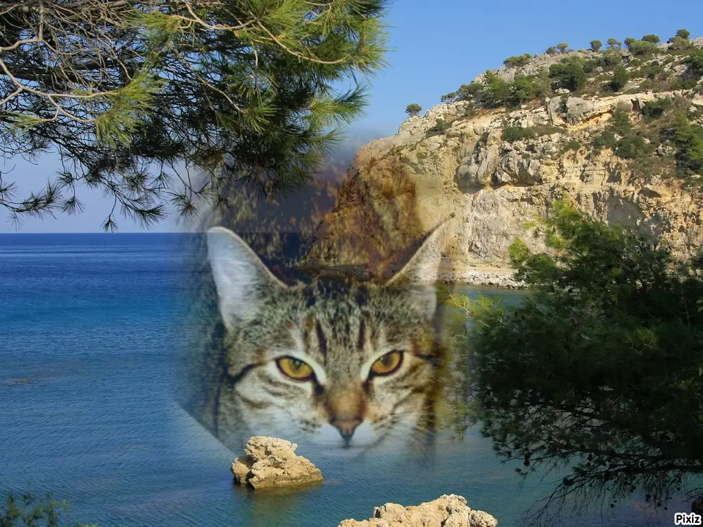 Condolence image of Tanja mit Timmy im Herzen 