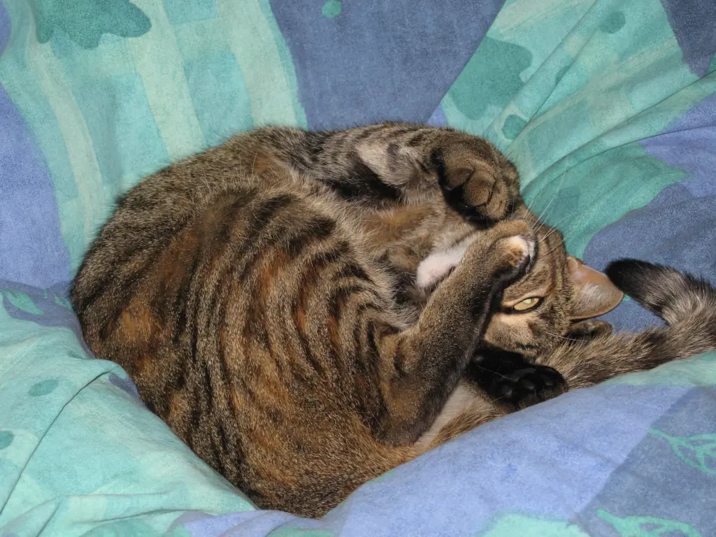 Condolence image of an mein Mädchen