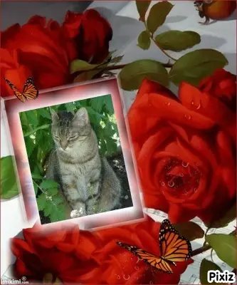 Condolence image of Patricia mit Bunny ❤