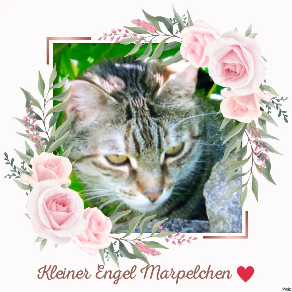 Condolence image of Für das kleine Engelchen Marple ♥️
