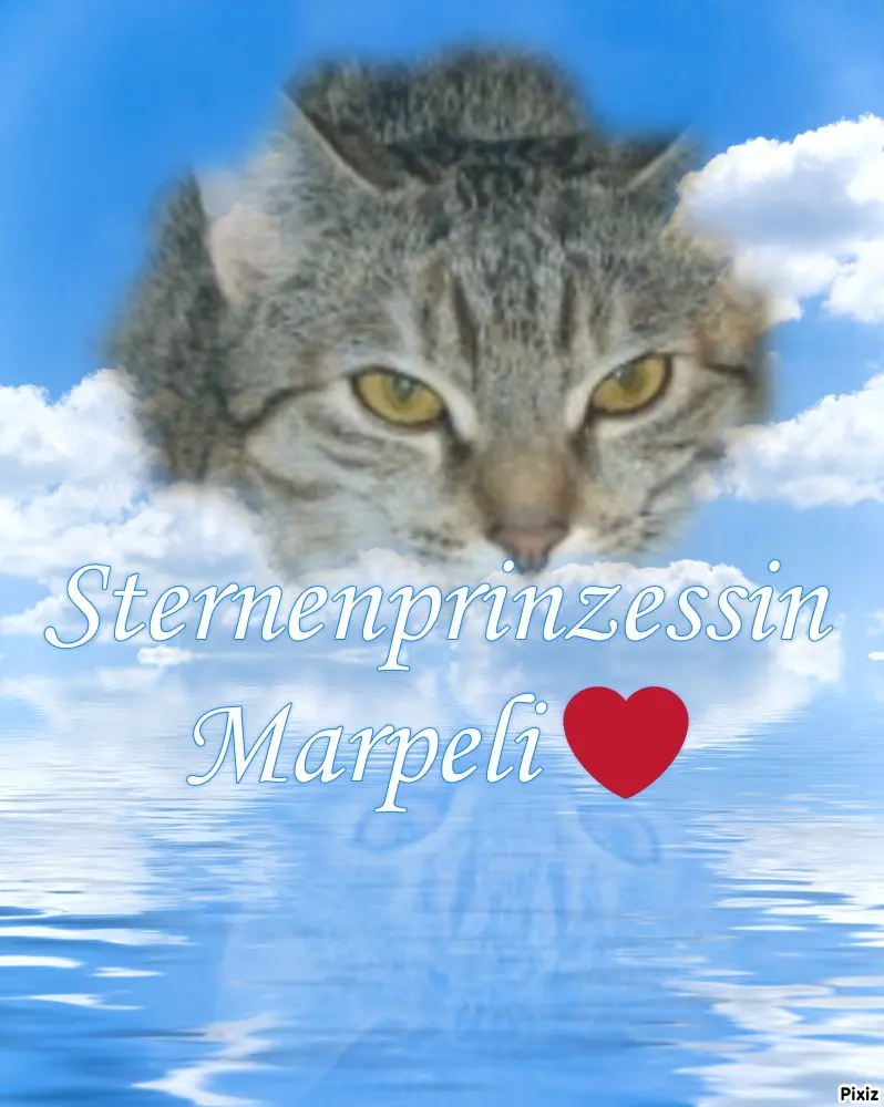 Condolence image of Tanja mit Timmy im Herzen