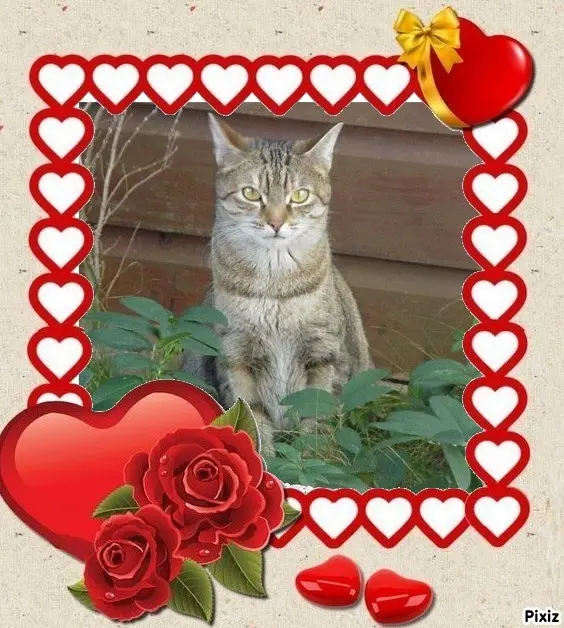 Condolence image of Sternchenpost ⭐