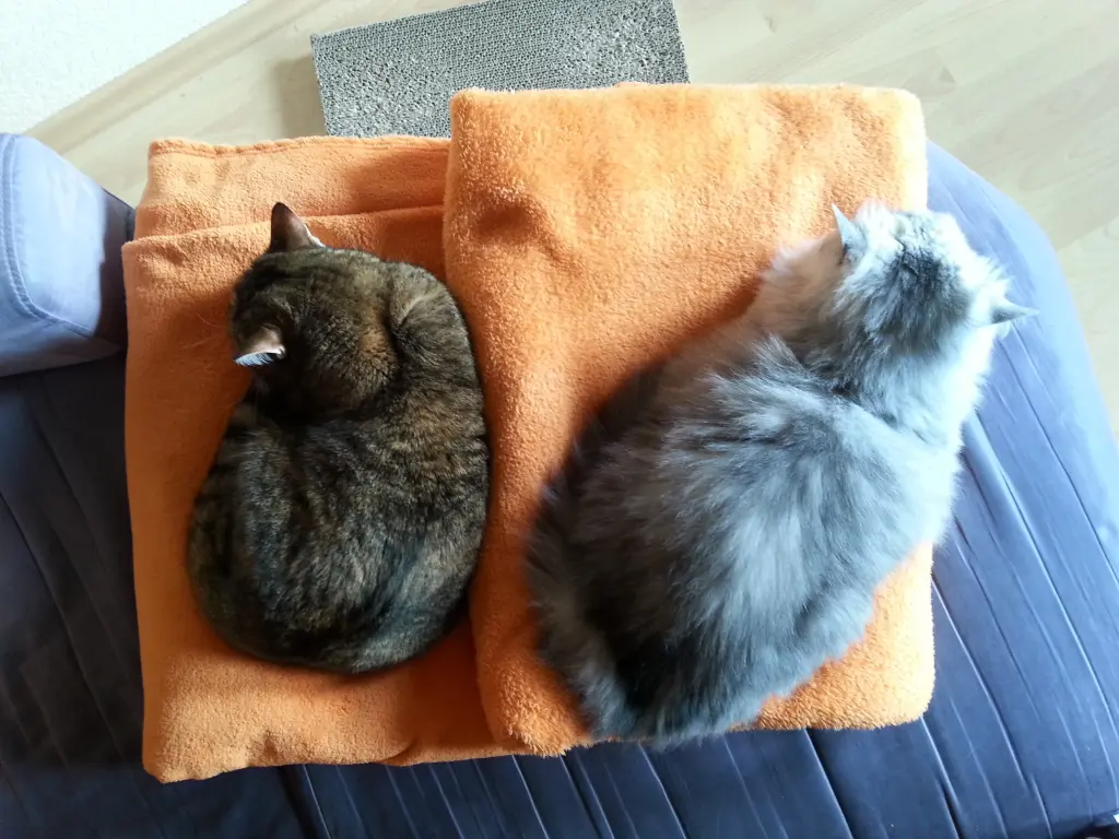 Condolence image of Pauline und Daniela für Marpelchen und Mama Elisabeth ❤️