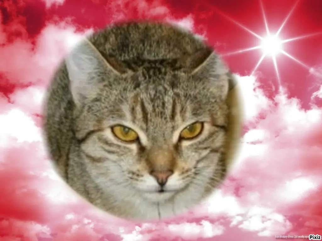 Condolence image of Tanja mit Timmy im Herzen