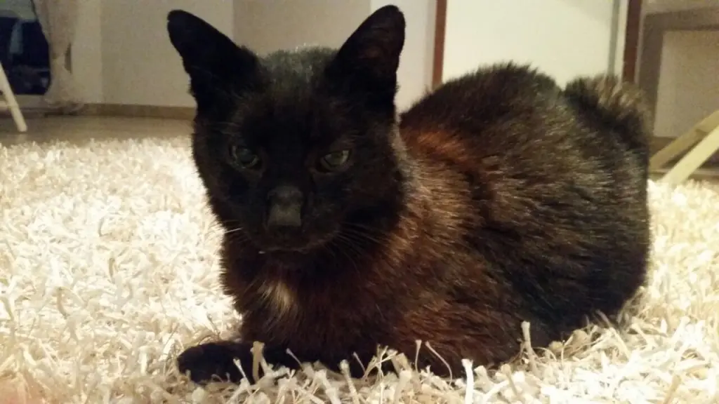 Condolence image of Benny an Marple