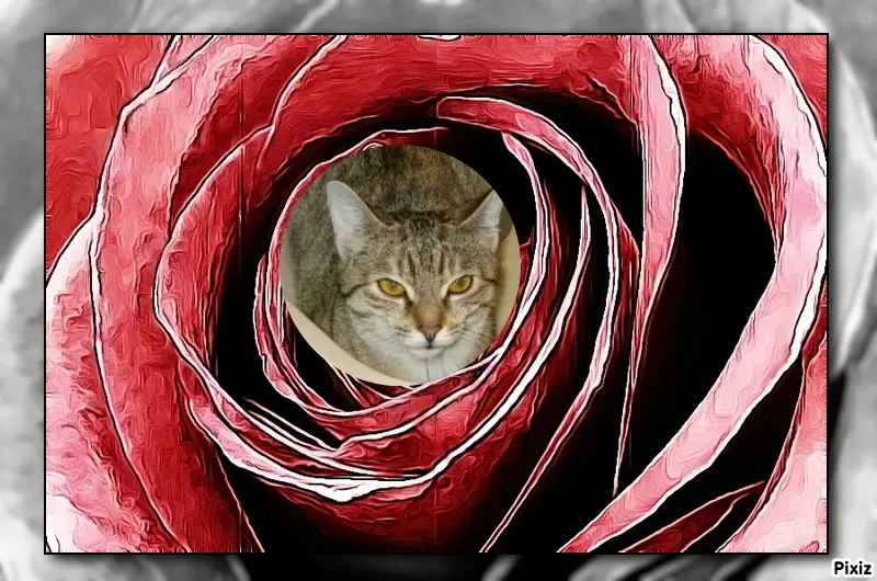 Condolence image of Tanja mit Timmy im Herzen