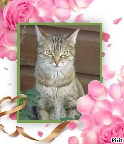 Condolence image of Patricia mit Bunny ❤