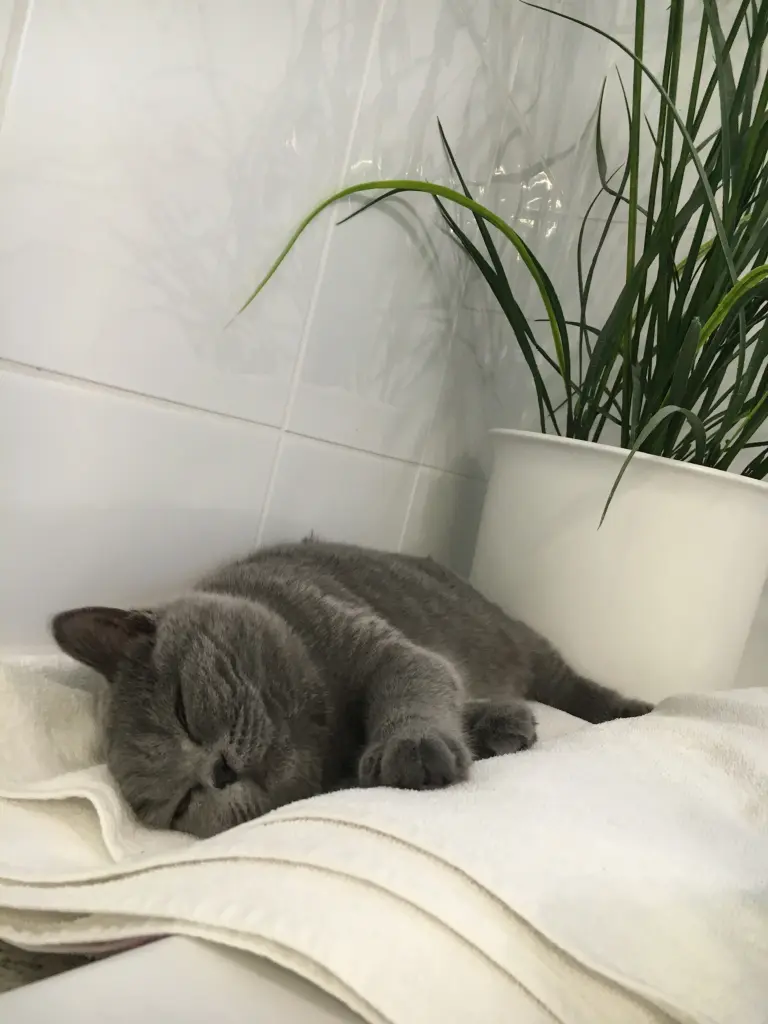 Condolence image of An Marple und Mama Elisabeth