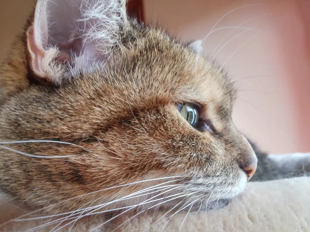 Condolence image of Pauline für meine Freundin Marple ♥️