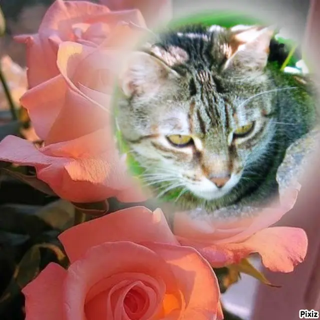 Condolence image of Für das kleine Sternchen Marpelchen ♥️