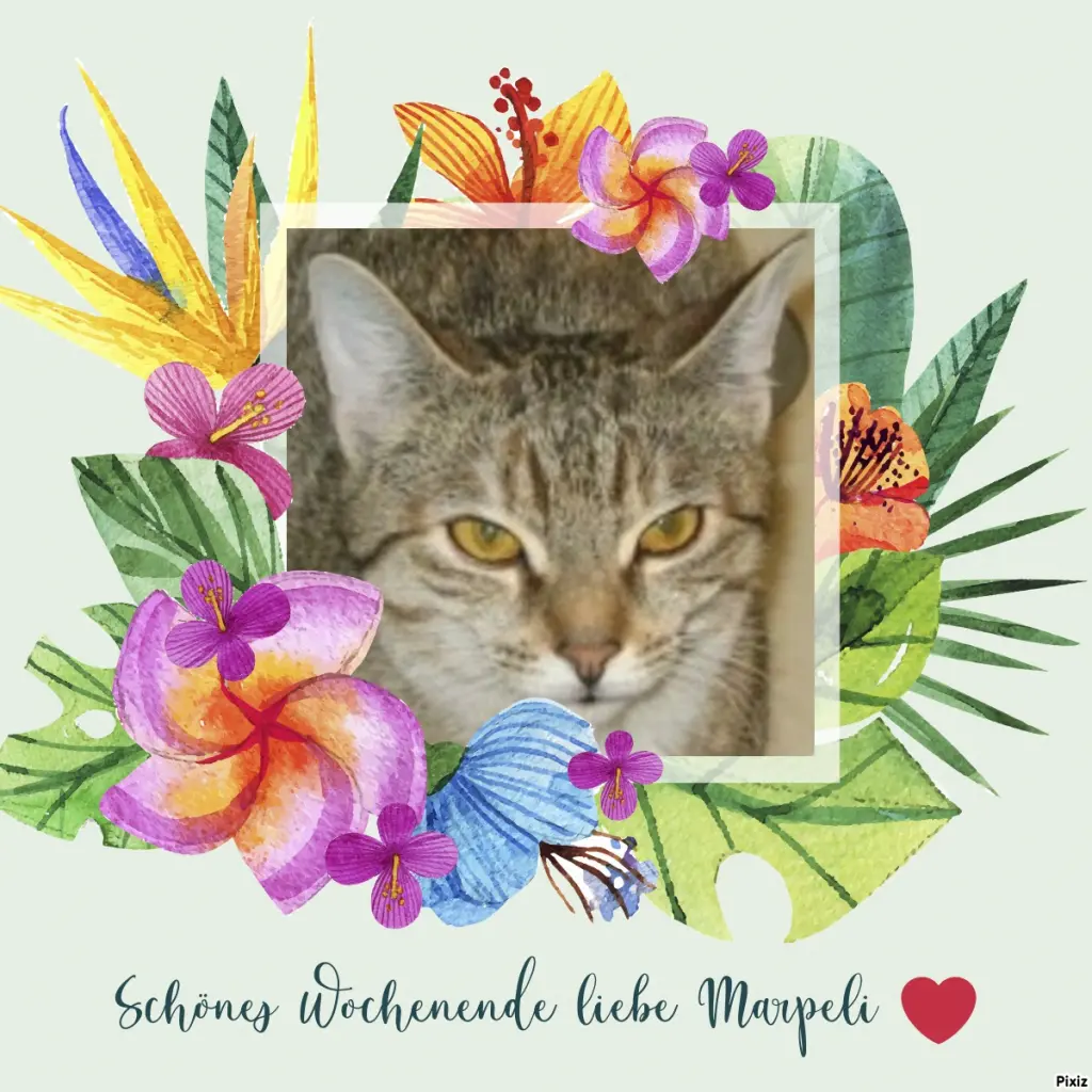 Condolence image of Tanja mit Timmy im Herzen 