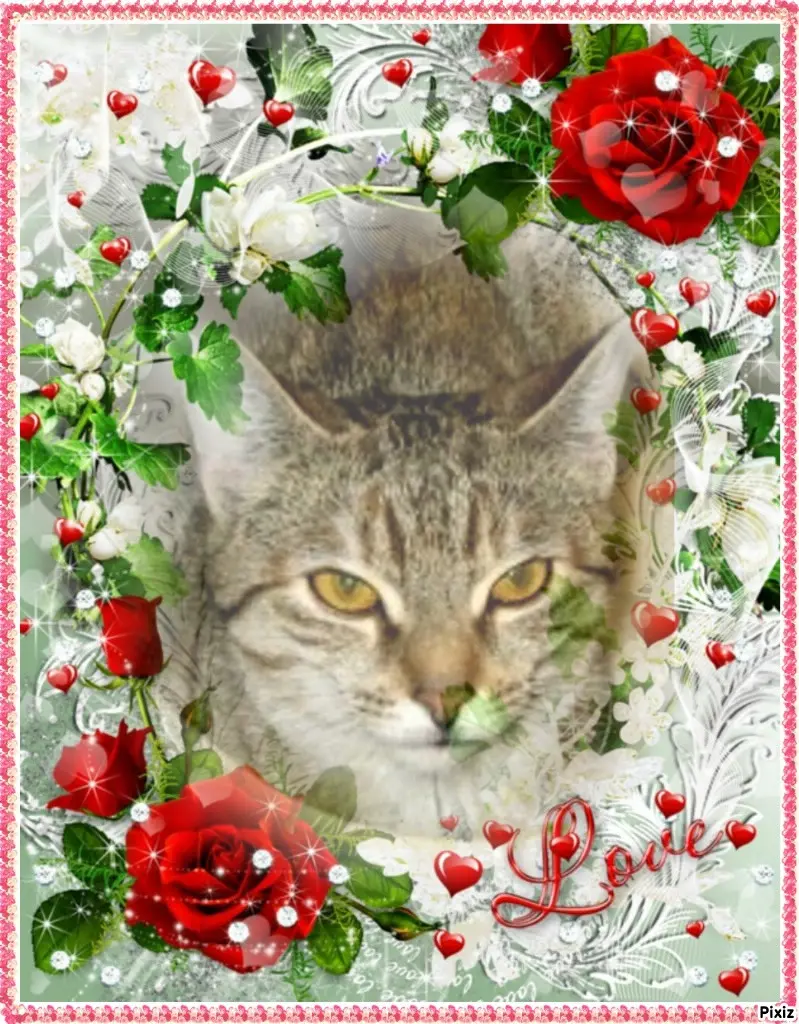 Condolence image of Tanja mit Timmy im Herzen 