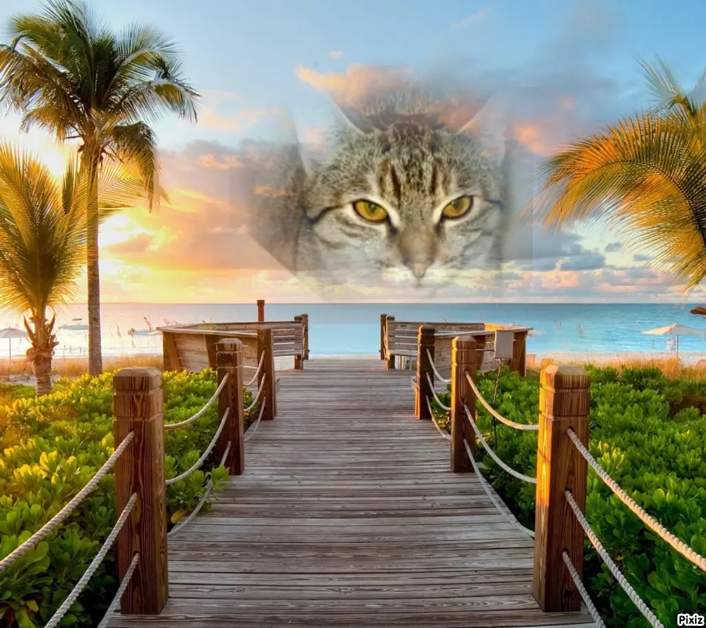 Condolence image of Tanja mit Timmy im Herzen 