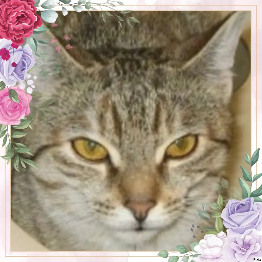 Condolence image of Tanja mit Timmy im Herzen 