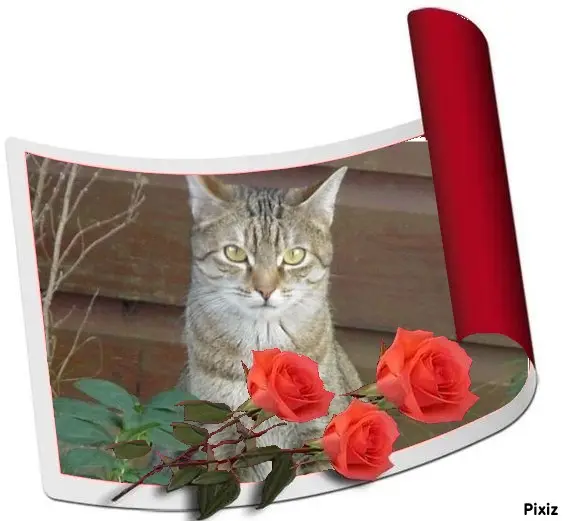 Condolence image of Patricia mit Bunny ❤️ 