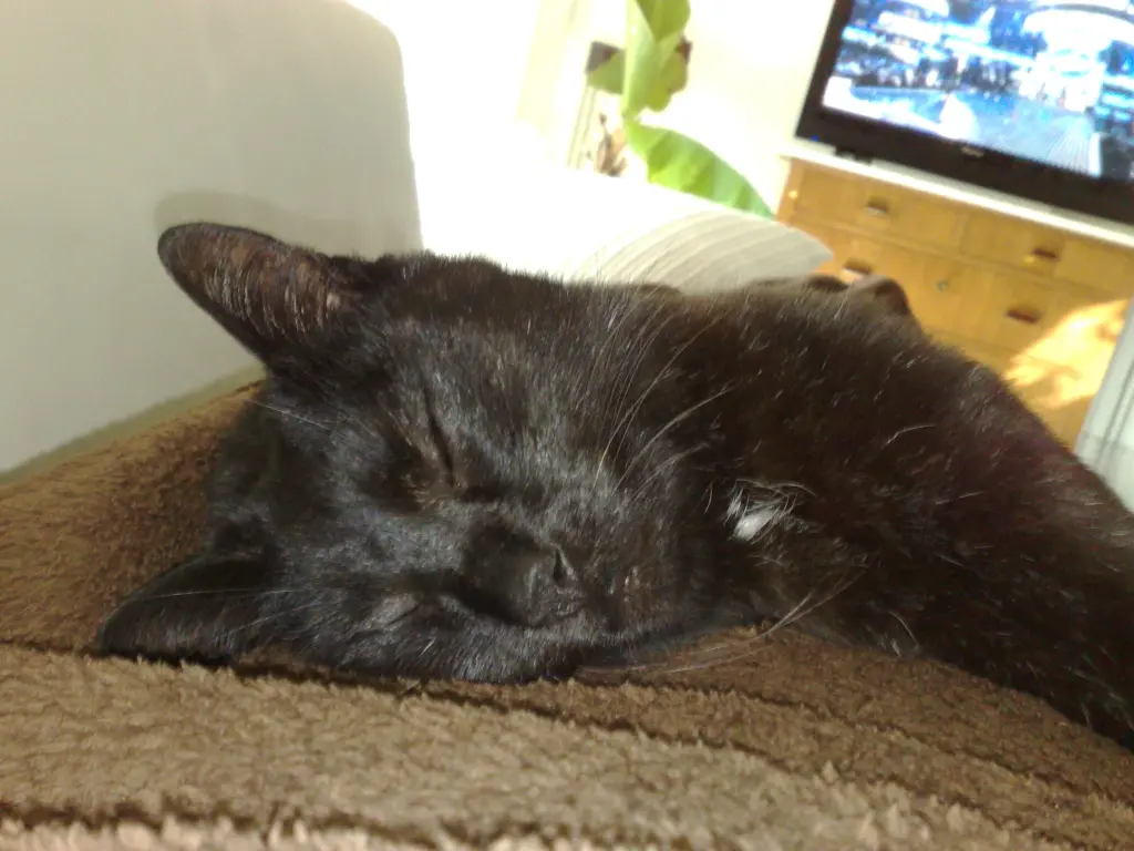 Condolence image of Benny an Marple