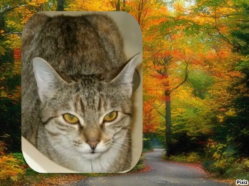 Condolence image of Tanja mit Timmy im Herzen 