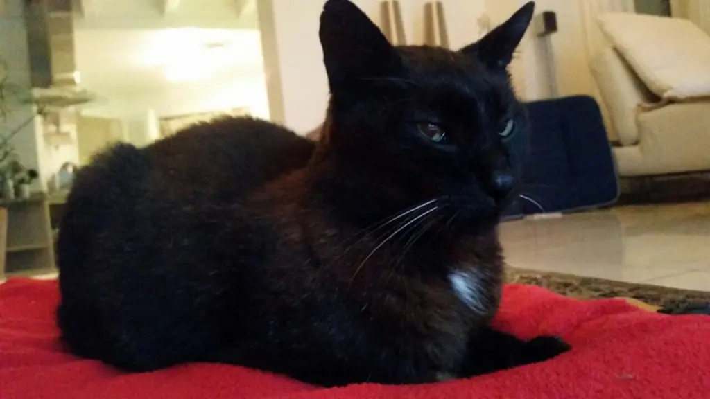 Condolence image of Benny an Marple 