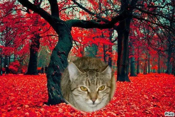 Condolence image of Tanja mit Timmy im Herzen 