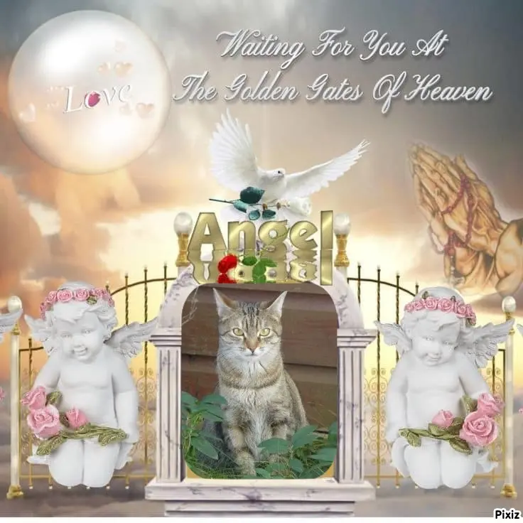 Condolence image of Patricia mit Bunny ❤️