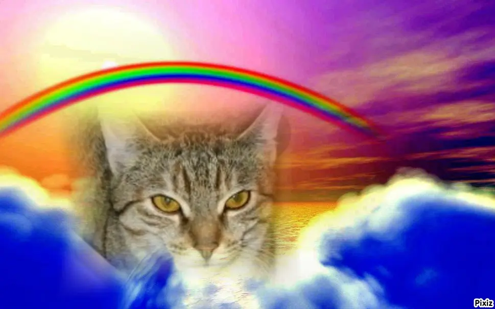 Condolence image of Tanja mit Timmy im Herzen