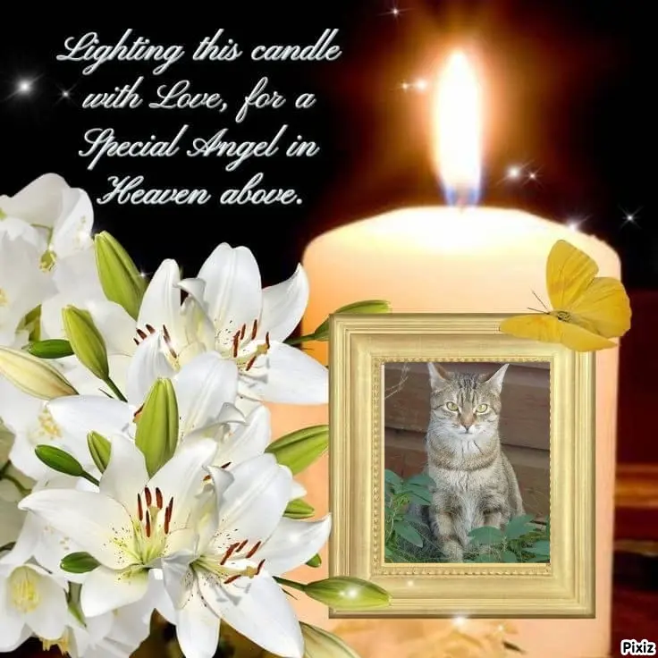 Condolence image of Sternchenpost ⭐