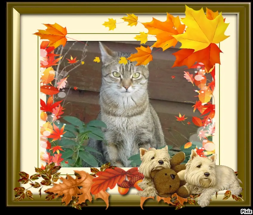 Condolence image of Patricia mit Bunny ❤️ 