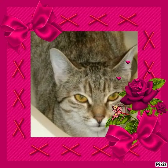 Condolence image of Tanja mit Timmy im Herzen 