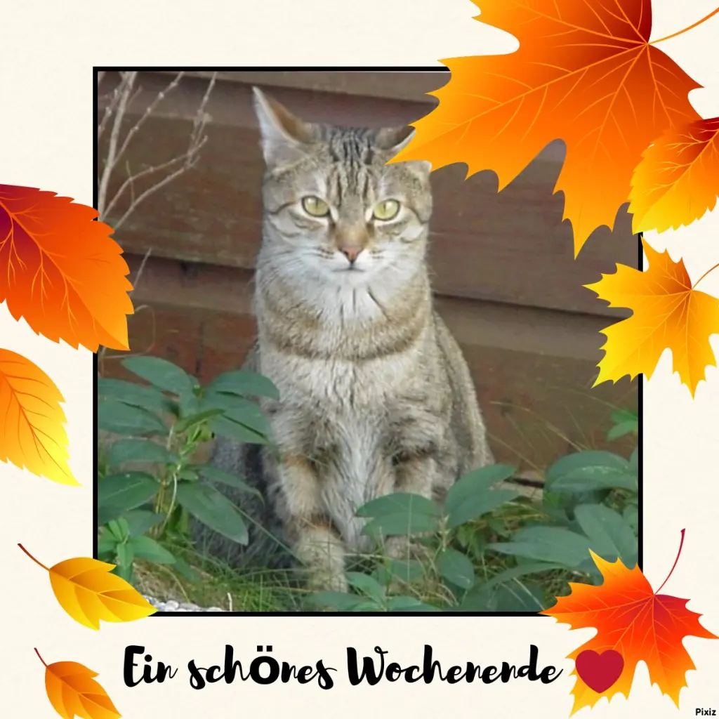 Condolence image of Patricia mit Bunny ❤️ 