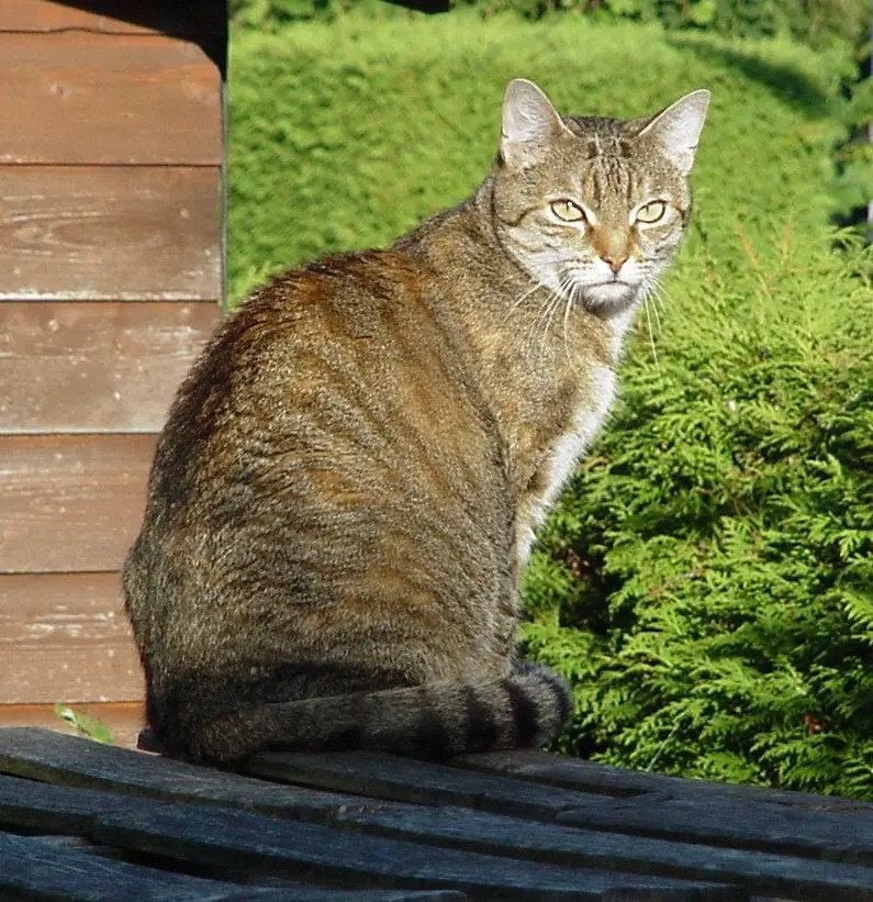 Condolence image of an mein Mädchen