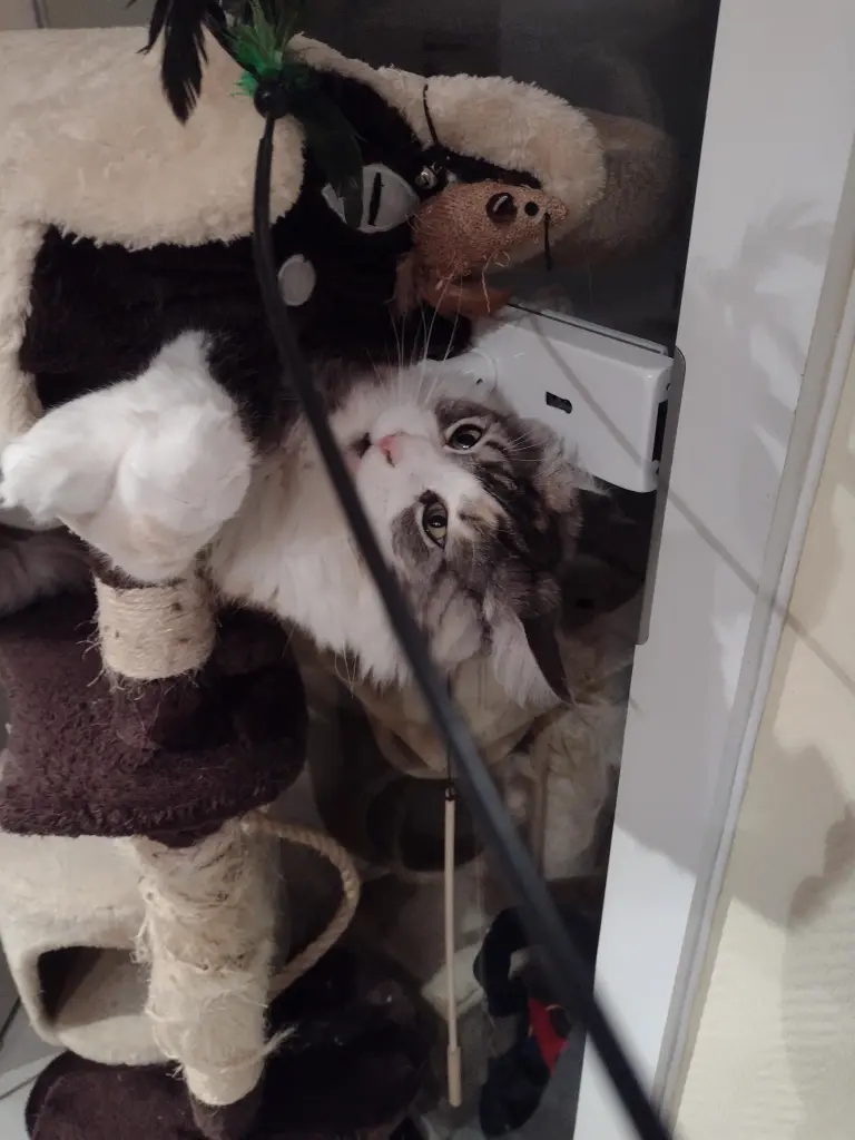 Condolence image of Corinna mit Emma, Pummelchen und anderen Sternlein im ❤️