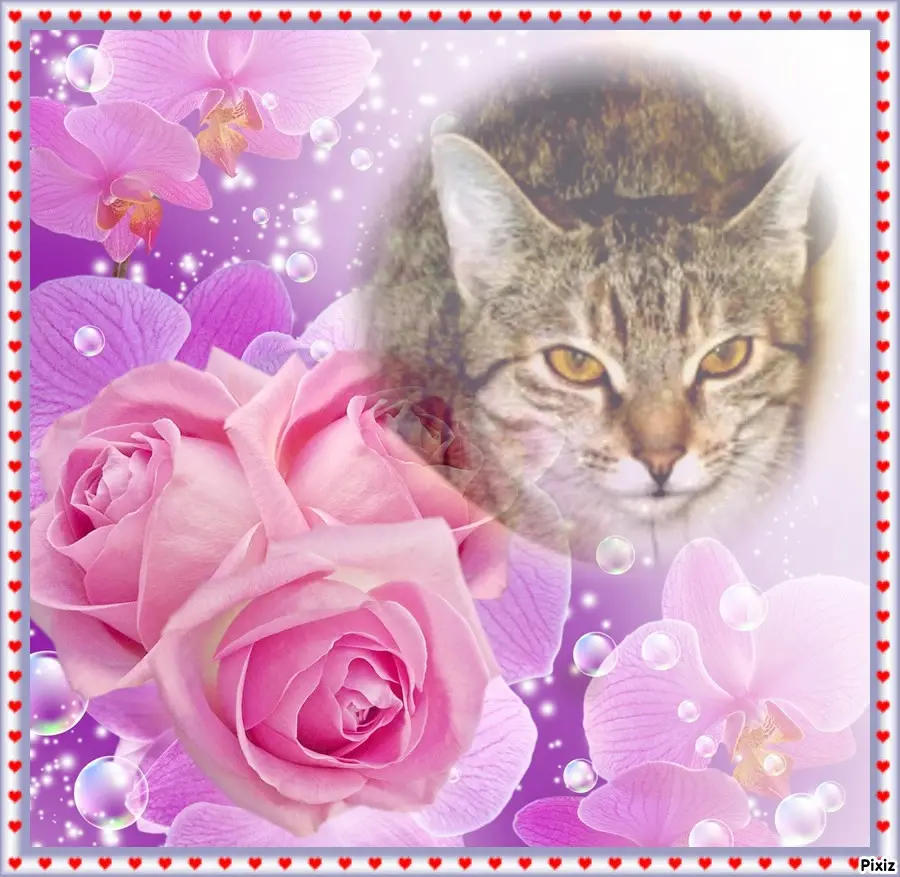 Condolence image of Tanja mit Timmy im Herzen